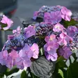 Hortensia Blueberry Cheesecake - Koristepensaat - 45787 - 1