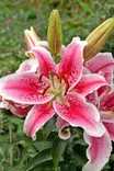 Idänlilja Stargazer 2 kpl/pkt - Liljat - 8711148315087 - 1