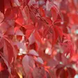 Imukärhivilliviini Red Wall - Köynnöskasvit - 51837 - 1