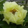 Itoh-pensaspioni Garden Treasure - Perennat - 73867 - 1