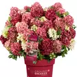 Japaninhortensia Groundbreaker Ruby C3 - Koristepensaat - 45927 - 1