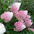 Japaninhortensia Sundae Fraise - Koristepensaat - 45937 - 1
