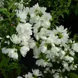 Kameliajasmike Snowbelle - Koristepensaat - 46127 - 1