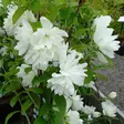 Kameliajasmike Snowbelle - Koristepensaat - 46127 - 2