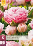 Kerrottu tulppaani Dreamer 5 kpl/pkt - Tulppaanit - 8712438526237 - 1