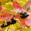 Koristearonia - Koristepensaat - 4517 - 2