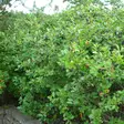 Koristearonia - Koristepensaat - 4517 - 1