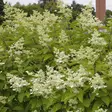 Kuutamohortensia Praecox - Koristepensaat - 4577 - 2
