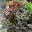Purppuraheisiangervo Little Joker - Koristepensaat - 46067 - 3