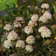 Purppuraheisiangervo Little Joker - Koristepensaat - 46067 - 1