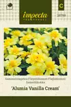 Samettikukka Alumia Vanilla Cream - Kukkien ja koristeheinien siemenet - 7332756287897 - 0