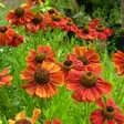 Syyshohdekukka Moerheim Beauty - Perennat - 72407 - 1