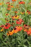 Syyshohdekukka Sahin's Early Flowerer - Perennat - 76307 - 1