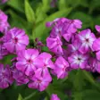 Syysleimu Osmo Heikinheimo - Perennat - 74117 - 1