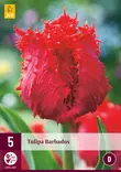 Tulppaani Barbados 5 kpl/pkt - Tulppaanit - 8712438526077 - 2