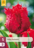 Tulppaani Barbados 5 kpl/pkt - Tulppaanit - 8712438526077 - 1