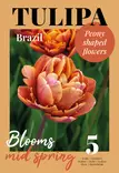 Tulppaani Brazil 5 kpl/pkt - Tulppaanit - 8711148502487 - 1