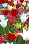 Tulppaanilajitelma liljakukkainen 6 kpl - Tulppaanit - 8711148314127 - 1
