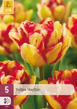 Tulppaani Mayfair 5 kpl/pkt - Tulppaanit - 8720873008867 - 1