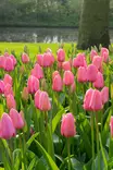 Tulppaani Pink Impression 6 kpl/pkt - Tulppaanit - 8711148318187 - 1