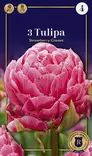 Tulppaani Strawberry Cream 3 kpl/pkt - Tulppaanit - 8711148252467 - 1