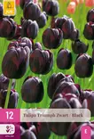 Tulppaani Triumph Black 12 kpl/pkt - Tulppaanit - 8712438998157 - 2