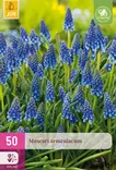 Tummahelmililja 50 kpl/pkt - Liljat - 8712438543807 - 1