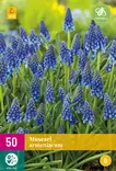 Tummahelmililja 50 kpl/pkt - Liljat - 8712438543807 - 2