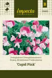 Tuoksuherne Cupid Pink - Kukkien ja koristeheinien siemenet - 7332756284827 - 0
