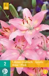 Värililja Asiatic Pink 2 kpl/pkt - Liljat - 8712438520907 - 2