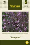 Verbena Bampton - Kukkien ja koristeheinien siemenet - 7332756281727 - 1