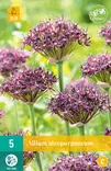 Viinilaukka Atropurpureum 5 kpl/pkt - Laukat - 8712438517037 - 2