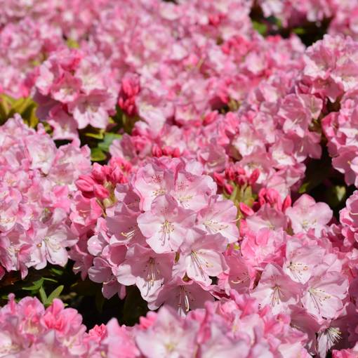 Alppiruusu Suvi - Alppiruusut ja atsaleat - 35377 - 1