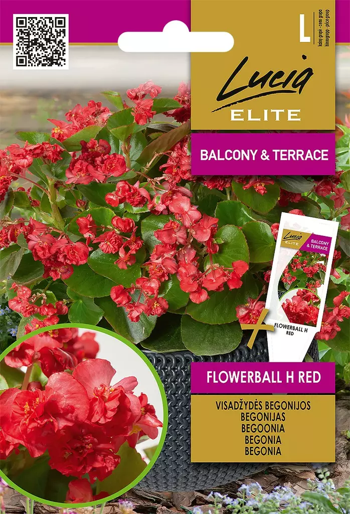 BEGONIA ELITE FLOWERBALL H RED - Kukkien ja koristeheinien siemenet - 4770168920507 - 0