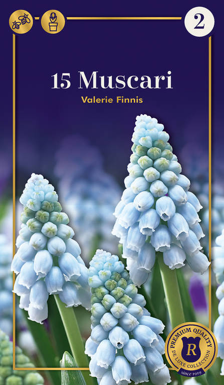 Helmililja Valerie Finnis 15 kpl/pkt -  - 8711148321187 - 1