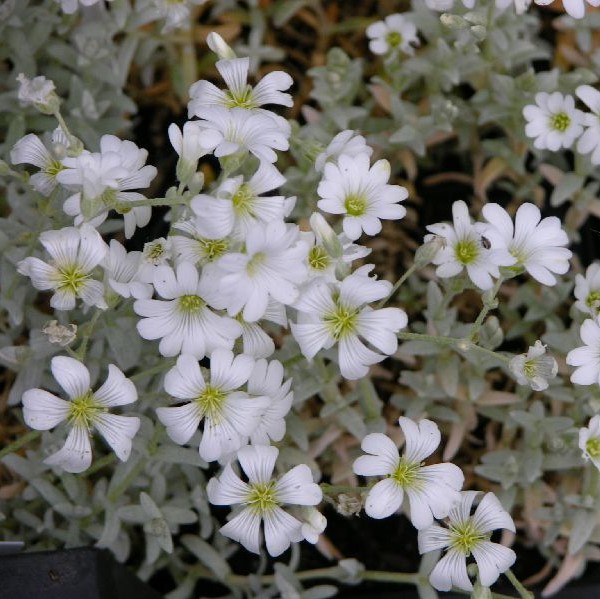 Hopeahärkki - Perennat - 7127 - 1