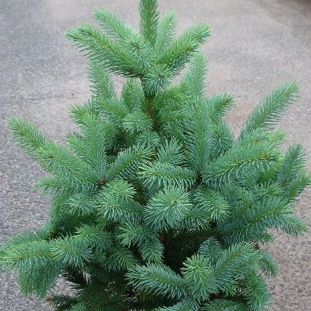 Hopeakuusi Super Blue 60-80 - Havupuut - 61577 - 1