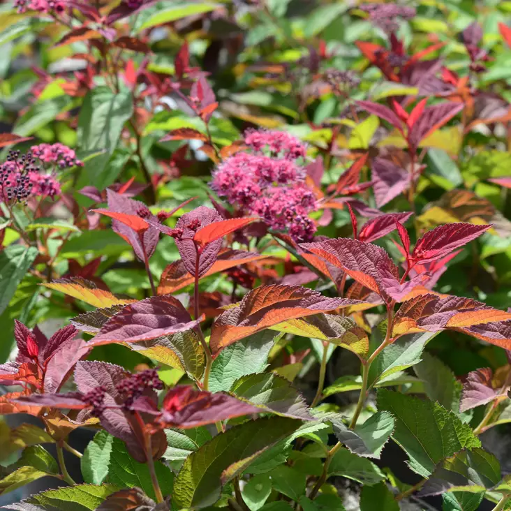 Japaninangervo Double Play Doozie - Koristepensaat - 46767 - 1