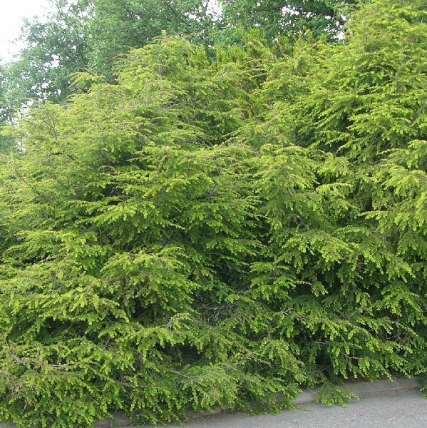 Kanadanhemlokki 80-100 -  - 6277 - 1