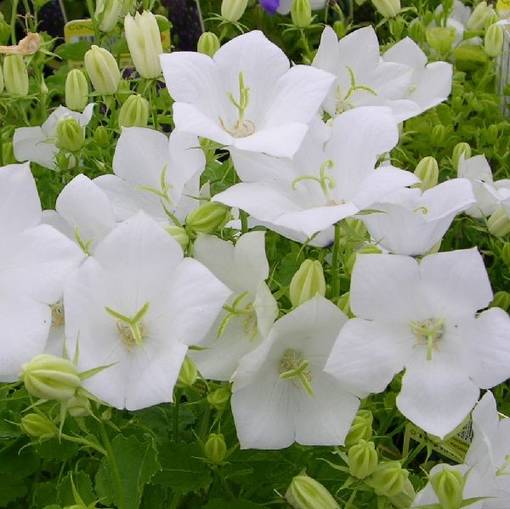 Karpaattienkello White Clips - Perennat - 71107 - 1