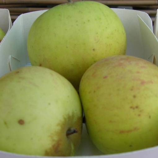 Kesäomena Astrakan Iso Kuulas - Omenapuut - 1017 - 1