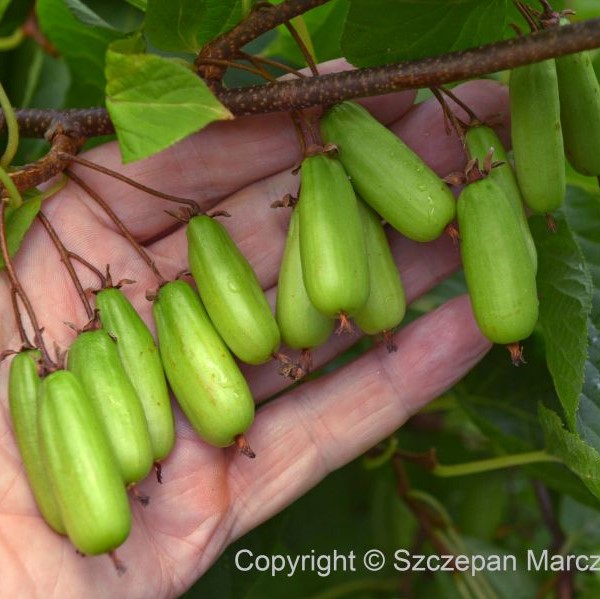 Kiinanlaikkuköynnös Vitakola - Köynnöskasvit - 50017 - 1