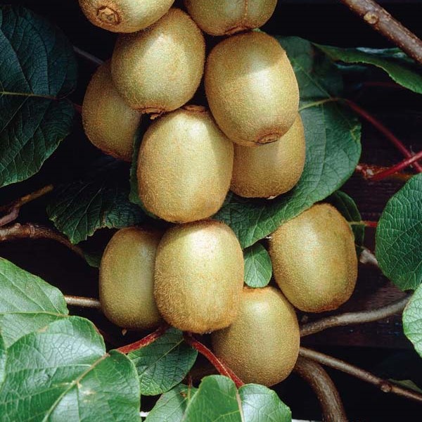 Kiiviköynnös Jenny - Köynnöskasvit - 5007 - 1
