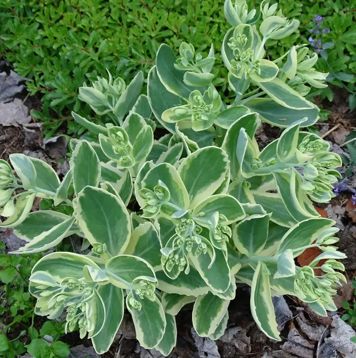 Komeamaksaruoho Frosty Morn - Perennat - 7517 - 1