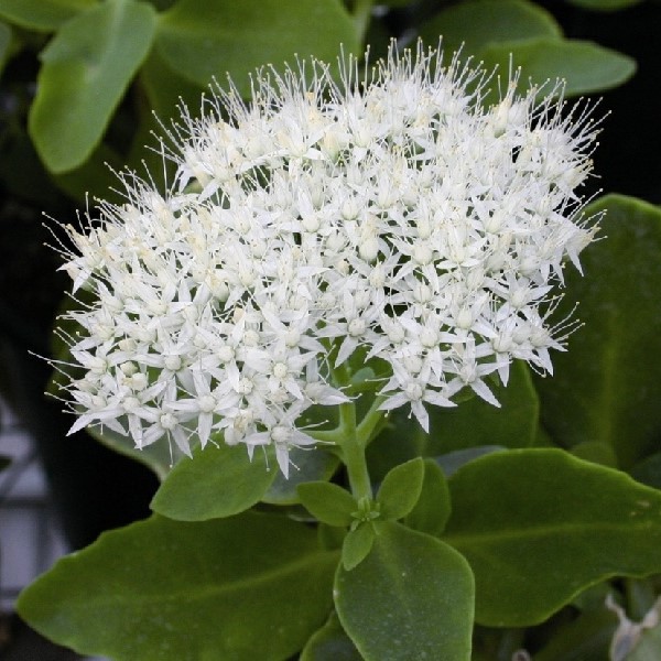 Komeamaksaruoho Stardust - Perennat - 75337 - 1
