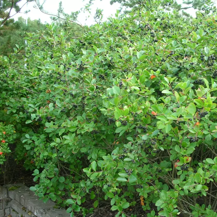 Koristearonia - Koristepensaat - 4517 - 1