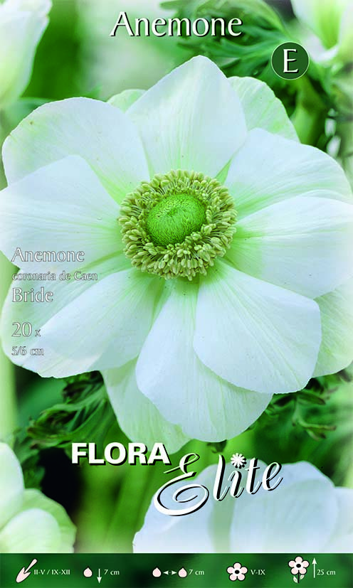 Kruunuvuokko The Bride 20 kpl/pkt - Kukkasipulit - 8711554693427 - 1