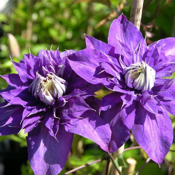 Loistokärhö Multi Blue - Köynnöskasvit - 5097 - 1