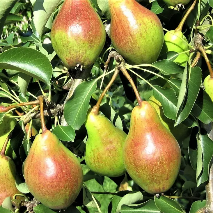 Päärynä Moskowskaja - Päärynäpuut - 1367 - 1