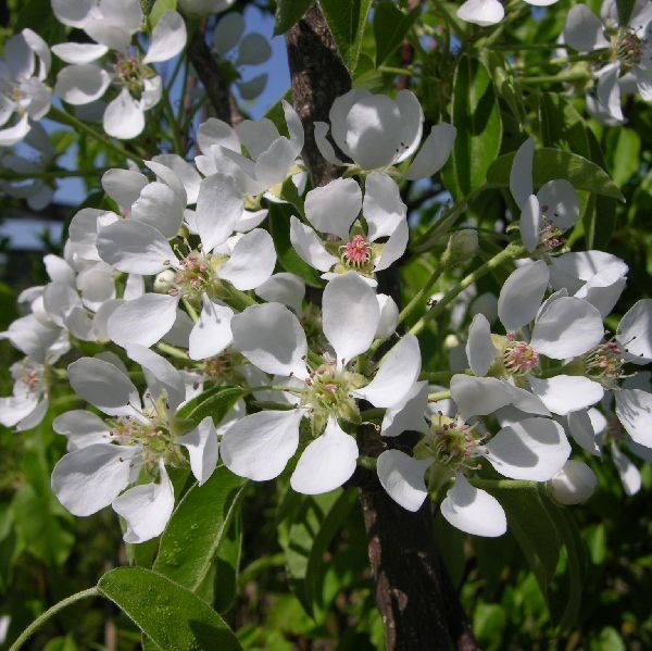 Päärynä Tohtorin päärynä - Päärynäpuut - 1347 - 1